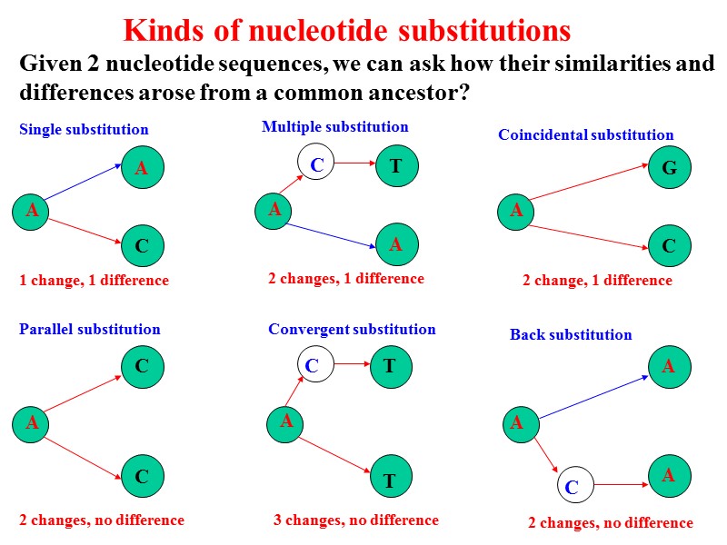 Kinds of nucleotide substitutions Given 2 nucleotide sequences, we can ask how their similarities